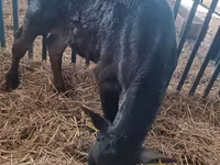 Bulle, Aberdeen-Angus — Foto 3