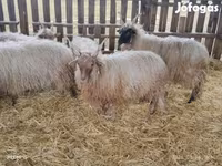 Ram, Racka sheep — photo 8