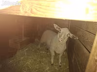 Sheep, Sheep — photo 1