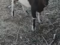 公山羊, Nigerian dwarf goats — 照片 2