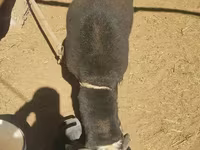 Kos, Blackheaded Persian sheep — 3. fotó