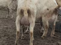 Goat, Saanen goat — photo 8