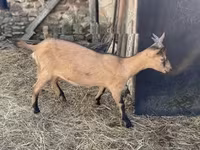 母山羊, Alpine goat — 照片 3