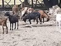母山羊, Goats — 照片 4