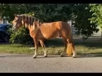 घोड़ा, Haflinger — फ़ोटो 1