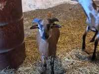 公山羊, Goats — 照片 2