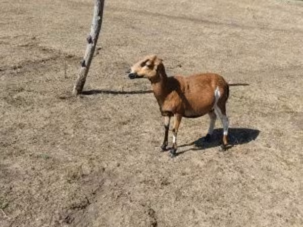 公山羊, Goats — 匈牙利