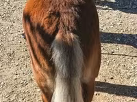 公马, Shetland Pony — 照片 3