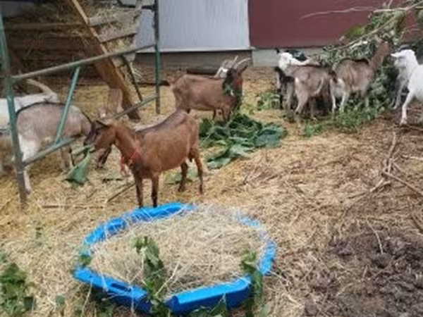 Goat, Goats — Hungary