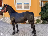 Horse (M), Hungarian horse breed — photo 4