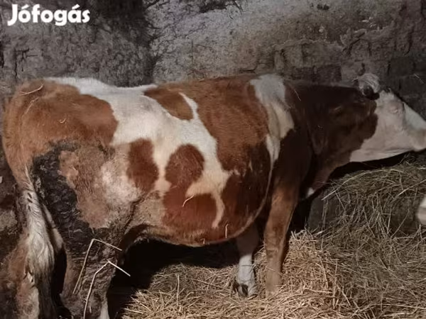 Tehén, Magyar szürke fajta — Magyarország