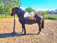 Cavalo, Hungarian horse breed — foto 5