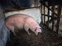 母猪, Pigs — 照片 2