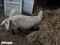 Sheep, Dorper sheep — photo 4