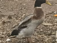 Geese — zdjęcie 5