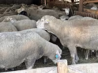 公羊, Sheep — 照片 7