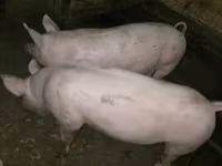 Süldőanya, Sertések — 2. fotó