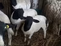 绵羊（批次，未指定性别）, Dorper sheep — 照片 3