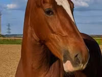 Kanca, Dutch warmblood horse — 6. fotó