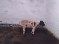 Kos, Suffolk sheep — 1. fotó