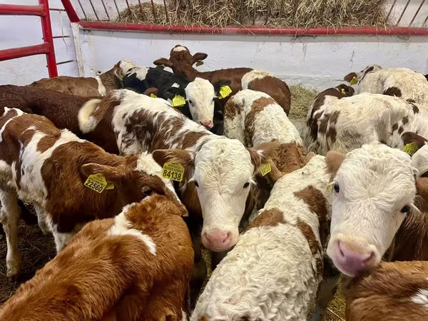Rinder (Partie, Geschlecht nicht angegeben), Simmental cattle