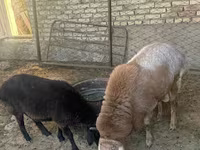 Beran, Arashan sheep — foto 7