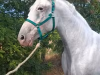 Yegua, Lipizzaner — foto 4