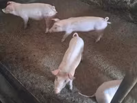 Sow, Pigs — photo 4