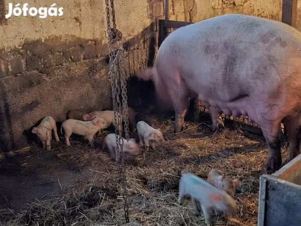 Süldőanya, Sertések — Magyarország