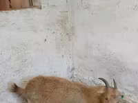 Nőstény kecske, Saanen goat — 4. fotó