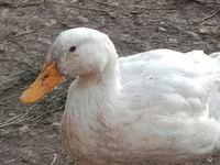 Ducks — Foto 3