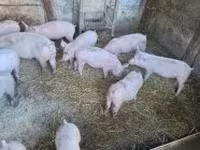 Boar, Pigs — photo 4