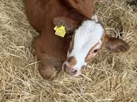 Toro, Simmental cattle — foto 2