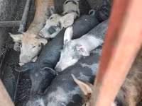 公猪, Крупная белая — 照片 6