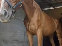 घोड़ा, Hungarian horse breed — फ़ोटो 3
