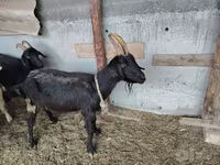 Cabra, Cabras — foto 6