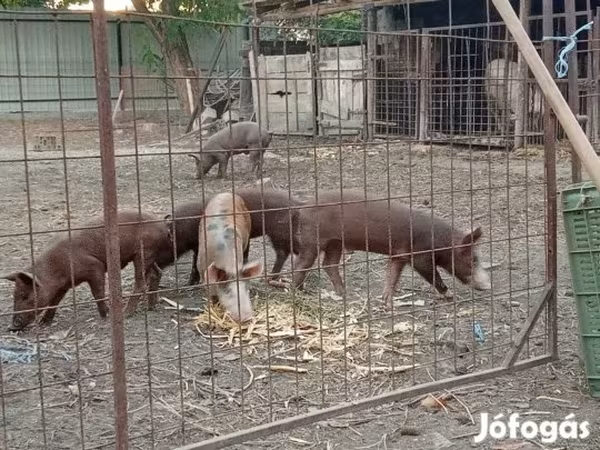Kan, Sertések — Magyarország