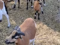 Kos, Cameroon sheep — 7. fotó
