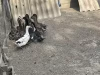 Ducks — foto 4