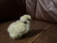 Silkie — foto 3