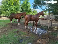 Yegua, Hungarian horse breed — foto 5