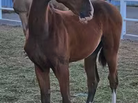 Hing, Akhal-Teke — 1. fotó