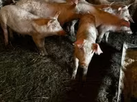 公猪, Pigs — 照片 2