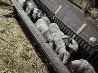 भेड़, भेड़ — फ़ोटो 1