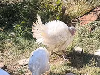 Turkeys — foto 3