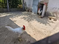 Leghorn — photo 2