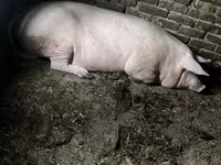 Sow, Pigs — photo 3