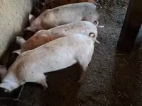 猪（批次，未指定性别）, Pigs — 照片 2