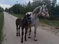 母马, Friesian — 照片 3