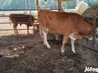 بقرة, Simmental cattle — الصورة 1